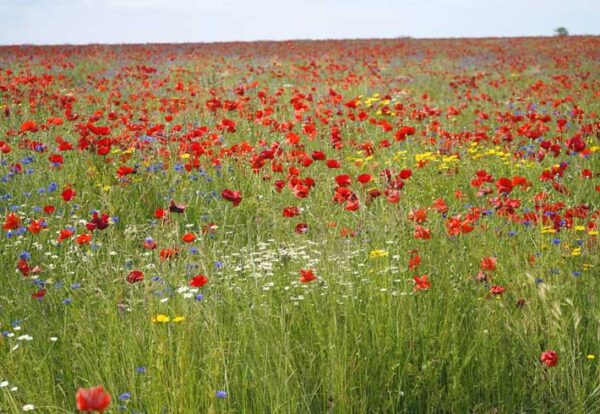 Cotswolds Poppies