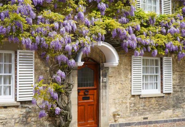 Cottage with Wisteria